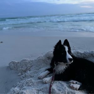 Meet your Posher, Amelia